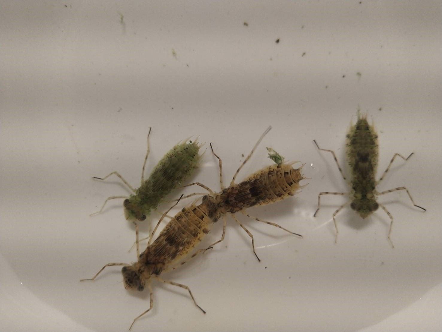 圖2、蜻蜓若蟲（水蠆）為蝦類養殖池做水期間常見的水生昆蟲