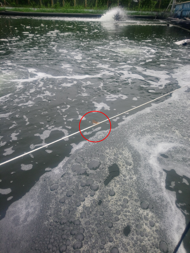 圖1、蜻蜓體型小又移動性高，傳統戶外養殖池難以隔離