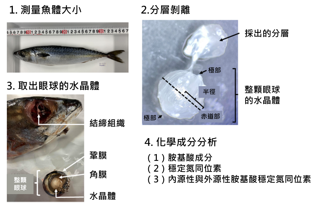 圖1、白腹鯖眼球水晶體採樣和同位素分析。1. 測量尾叉長；2. 取下右眼，去除結締組織，採集水晶體樣本；3. 在解剖顯微鏡下分離水晶體各生長層；4. 進行胺基酸與氮同位素分析 (修改自 Harada et al., 2022)。