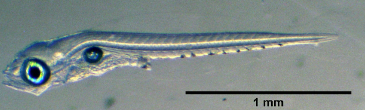 圖2、首次攝食階段的尾斑鈍?虎魚苗