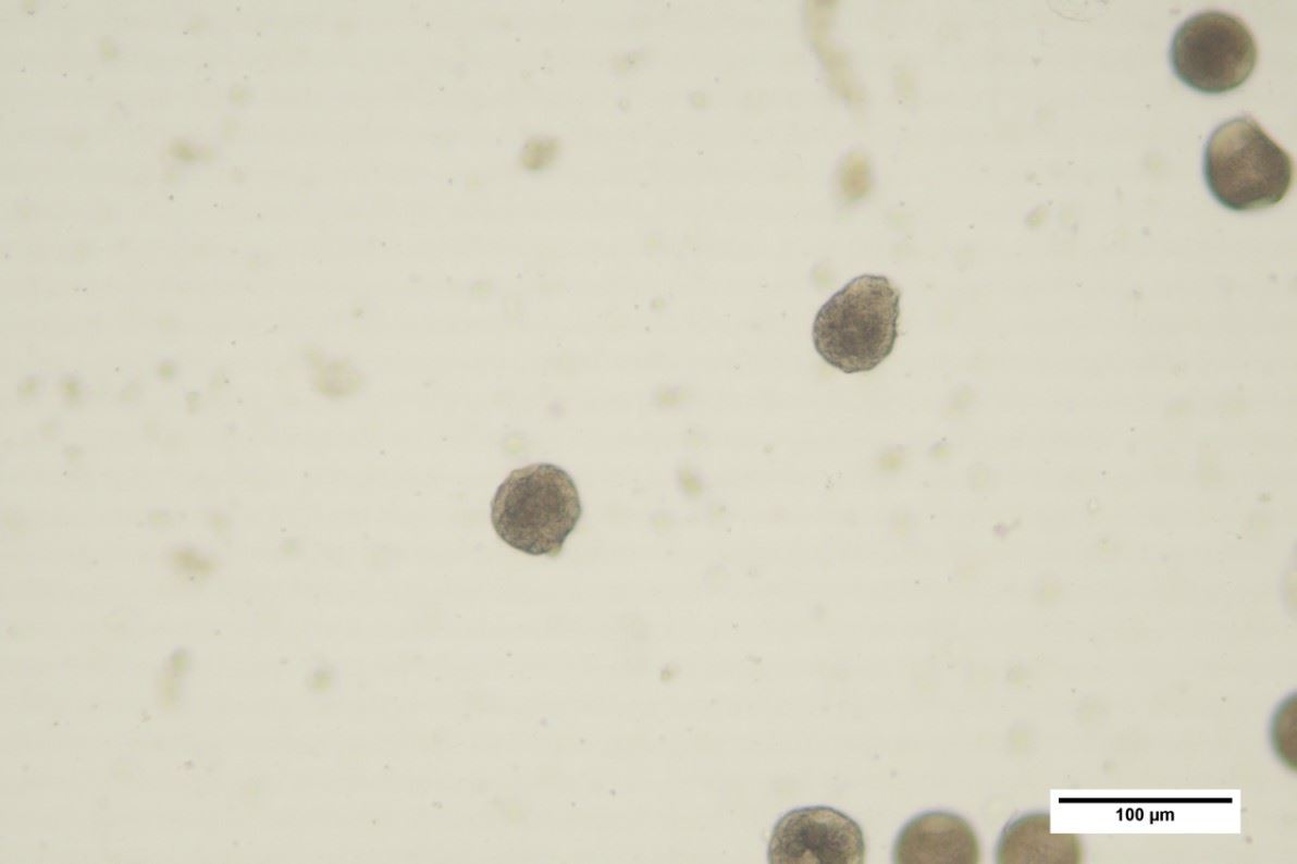 圖1、葡萄牙牡蠣幼生