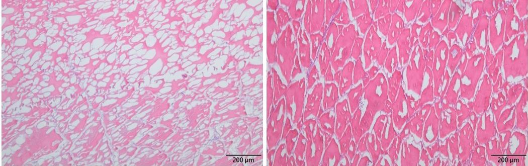 圖二、不同冷凍方式之龍虎斑樣品組織切片顯微圖。左:傳統冷凍方式;右:電場冷凍