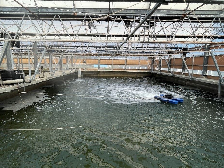 圖1、受精卵於水泥池進行培育