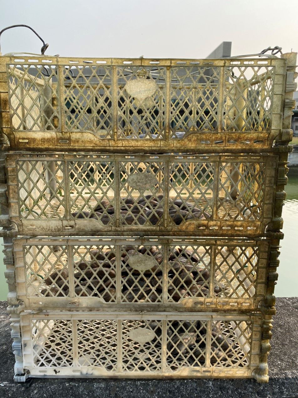 圖3、以PVC網籃立體堆疊蓄養河蚌