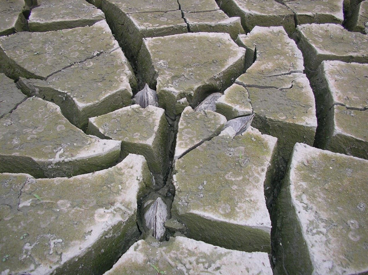 圖1、河蚌殼體直插於底土中,蚌殼閉合銳利如刀