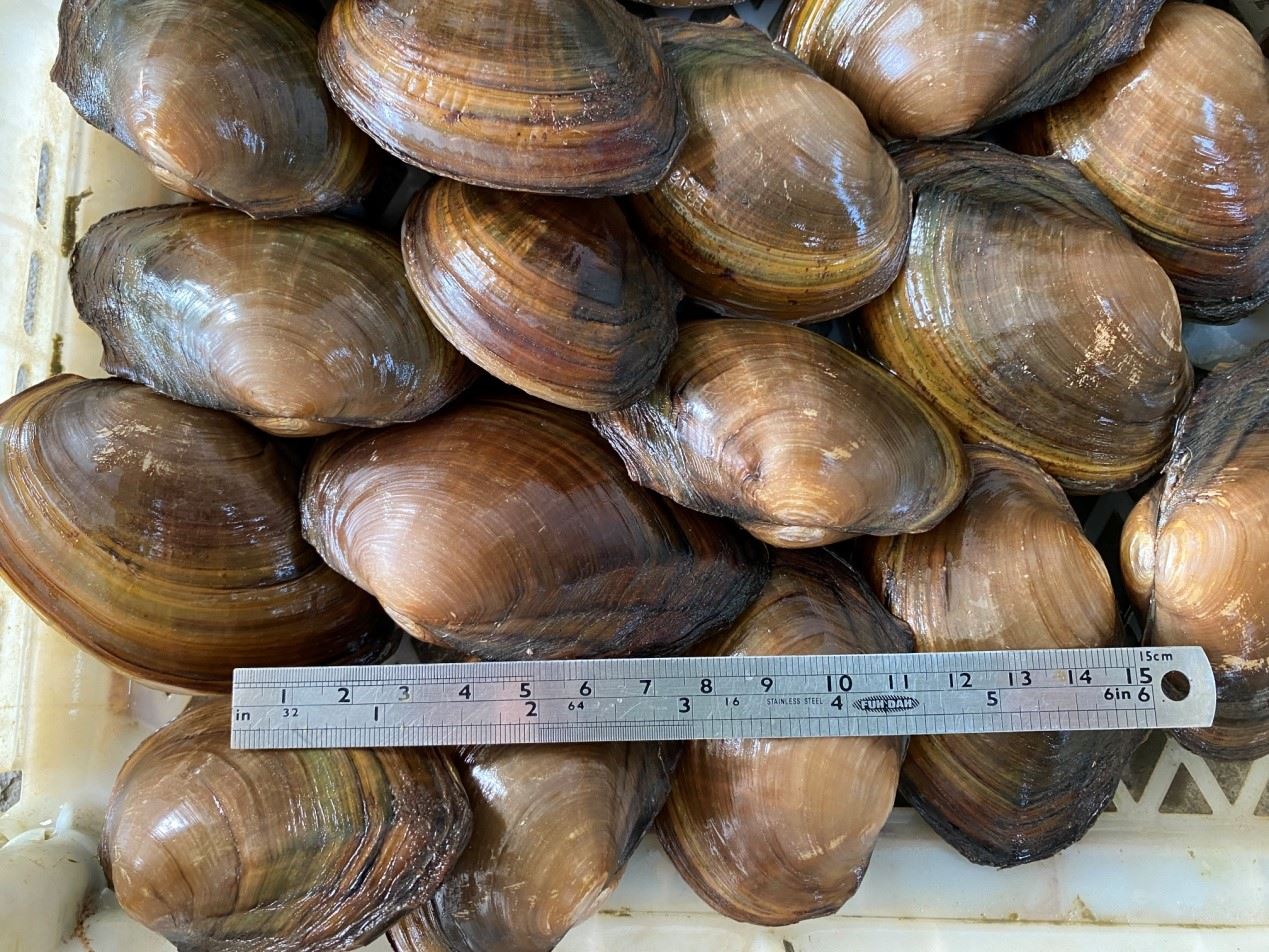 圖2、在魚池清池時撈拾的河蚌