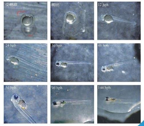 阿氏霓虹脂鯉魚苗發育過程觀察
