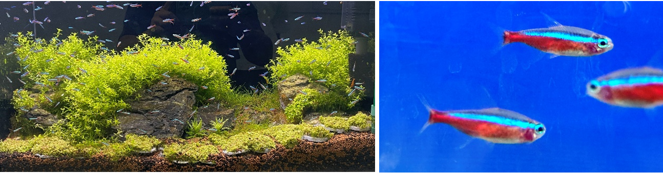 紅蓮燈是水族市場相當受歡迎的魚種