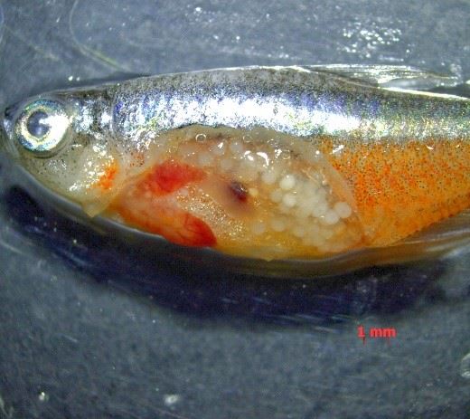 解剖觀察雌魚卵巢確認成熟體型