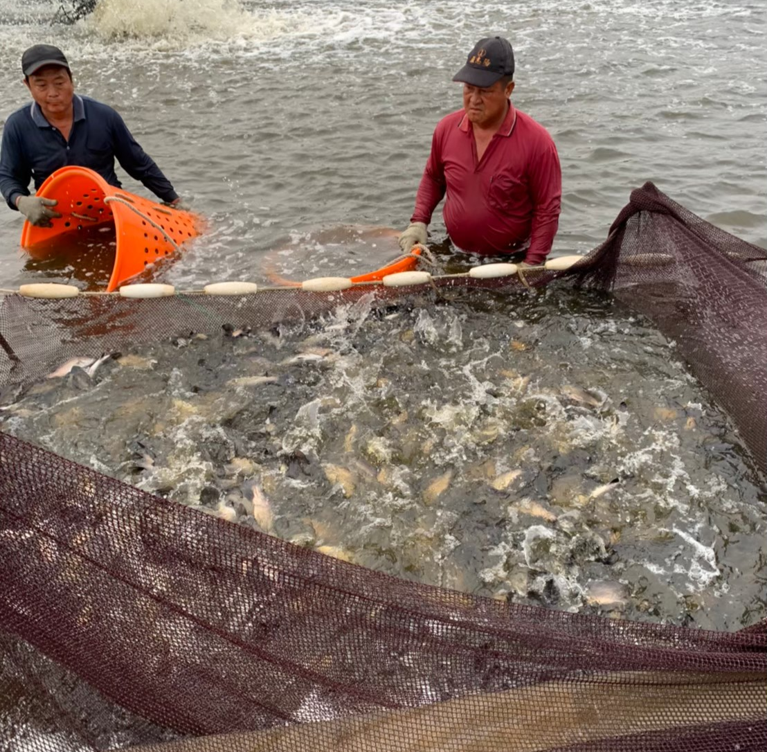 金目鱸適合在半淡鹹水環境下養殖