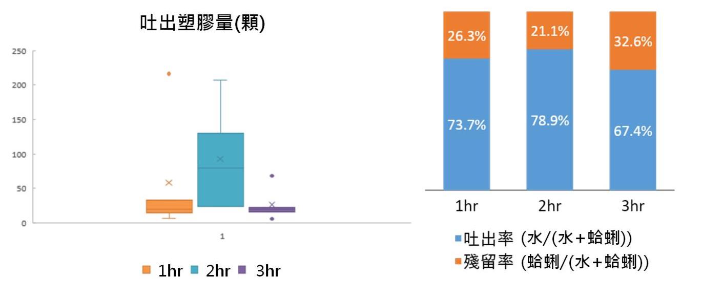 文蛤(n=5)排出塑膠微粒之實驗結果顯示,吐沙2小時試驗組的排出效果最佳,排出率達78.9%(國立海洋科技博物館產學交流組 陳彥嘉提供)