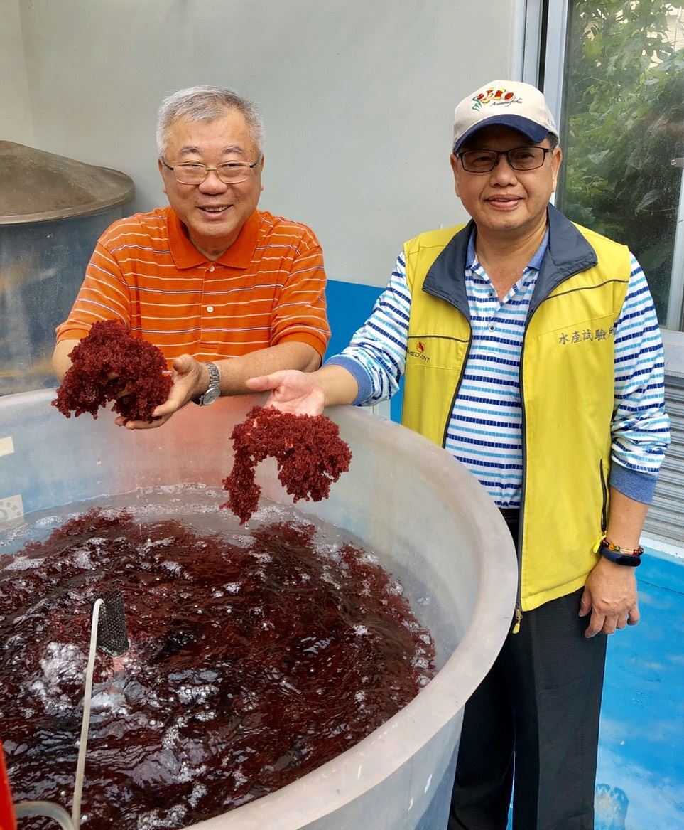 介紹葡萄藻養殖技術