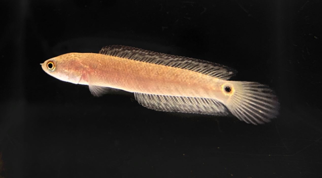 七星鱧尾鰭基部具黑色圓斑