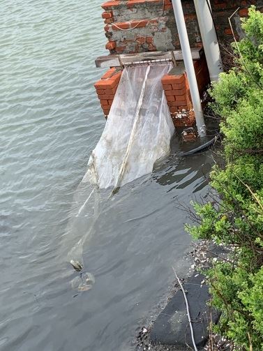 圖1、文蛤池進水時用以濾除大型生物的長形網袋