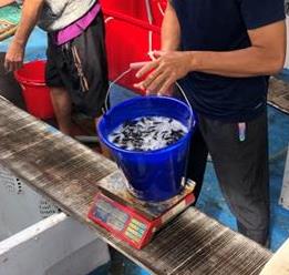 圖7魚苗秤重計數尾數