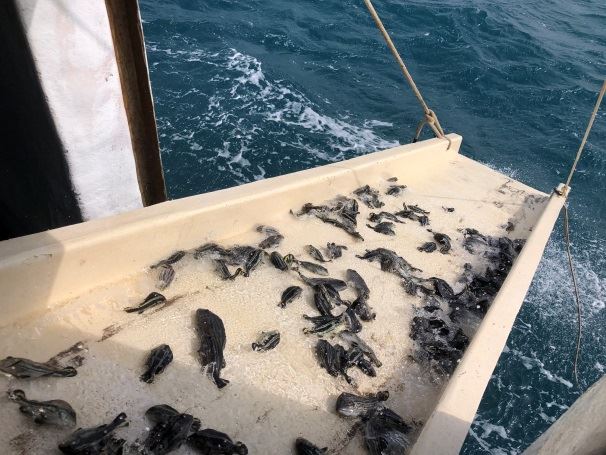 圖8魚兒活奔亂跳流向大海