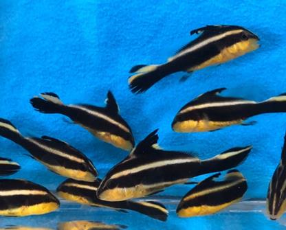 圖1孵化後第35天稚魚