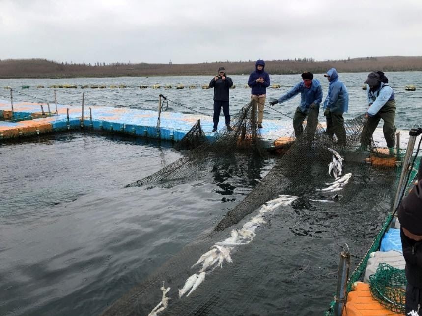 圖一、2021年1月馬公內灣的箱網養殖因低水溫導致海鱺死亡