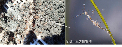 圖三、附著於貝類養殖籠具上的麥桿蟲