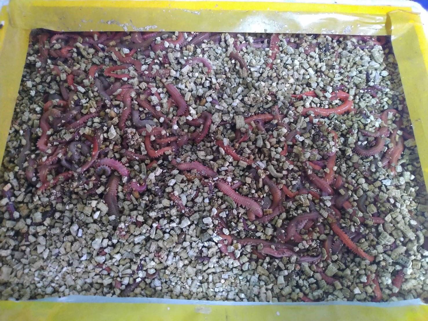 圖2、投餵種蝦的混齒圍沙蠶也須確保SPF狀態