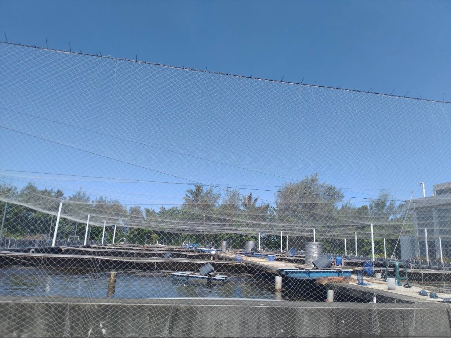 圖3、戶外養成用的蝦池架設防鳥網,阻絕大型水鳥類接近蝦池,降低染病風險