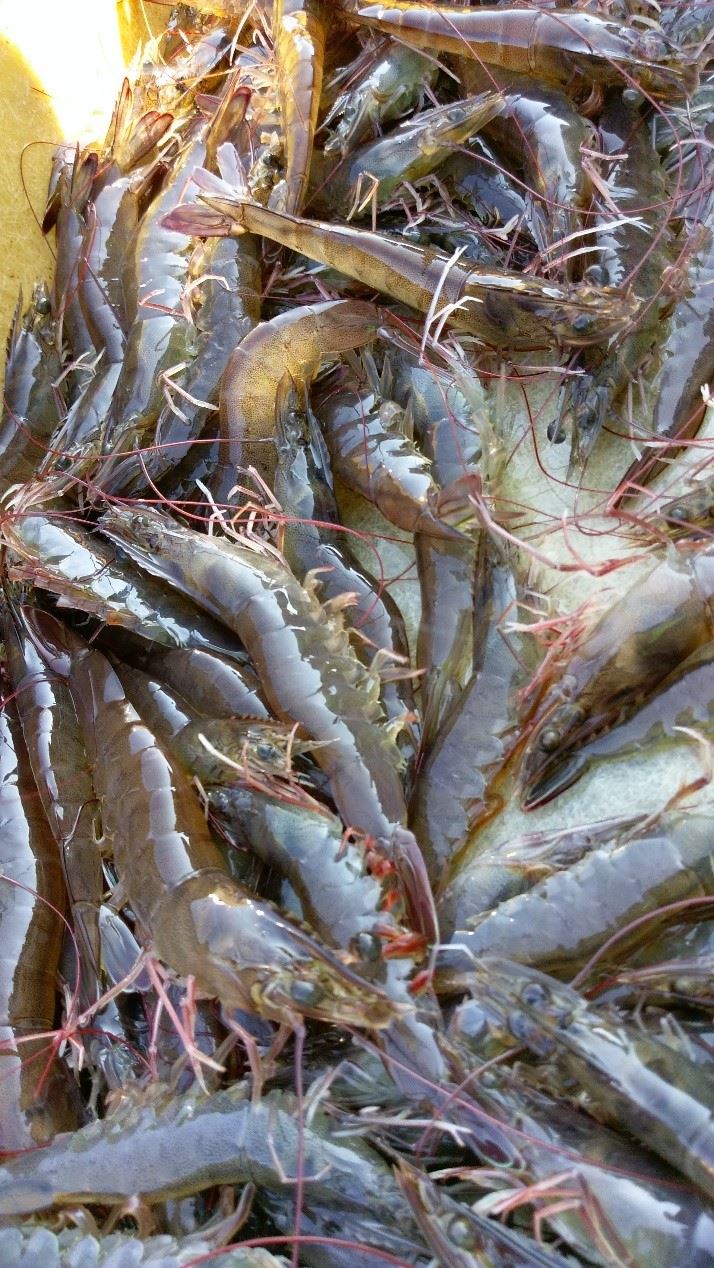 圖四、達市售體型之大蝦