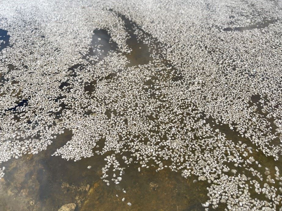 圖6、顆粒較小的浮石,外觀與浮性飼料極為相似,需謹防箱網養殖區魚類誤食
