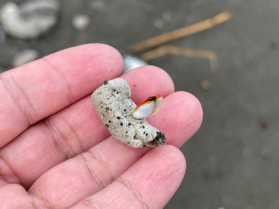 圖3、本次堆積的浮石皆為灰色夾帶黑色小顆粒,有些已經有鵝頸藤壺之類的附生生物