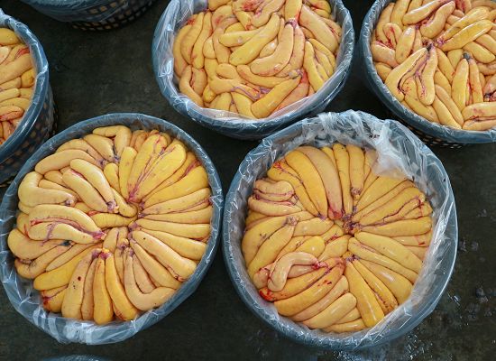 圖1、烏魚卵巢採收後等待分級與過磅