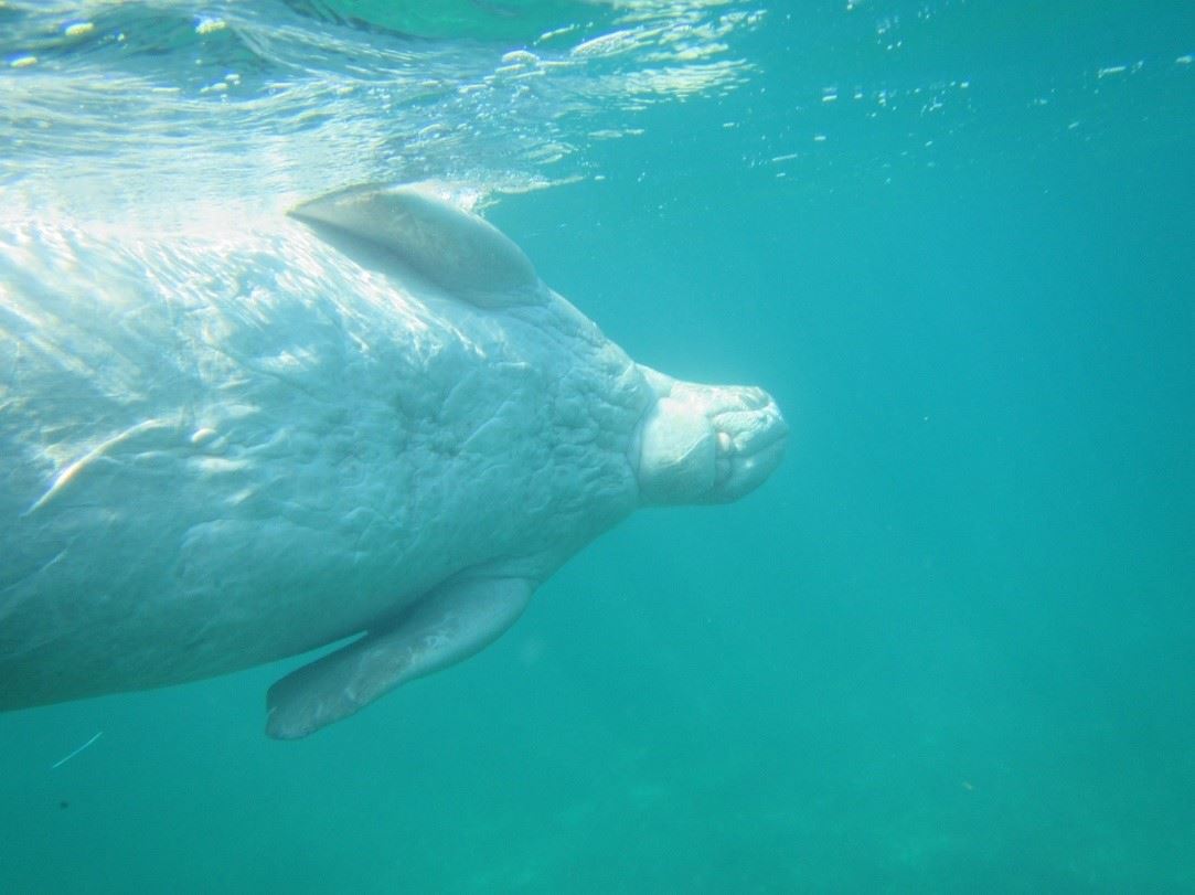 圖3、由生殖孔與前肢的相對位置，判斷該儒艮為雄性個體