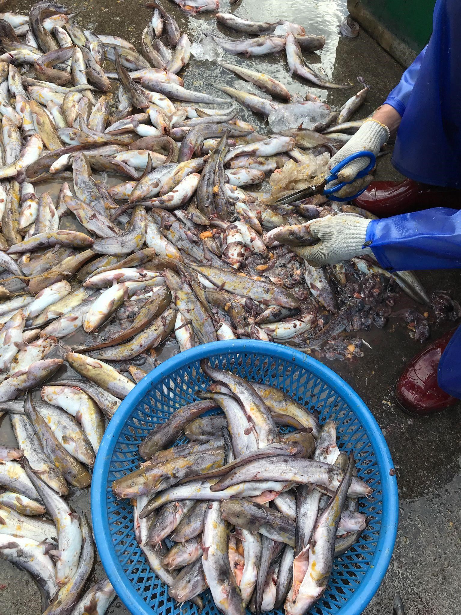7.剪除毒棘清洗內臟以便販售的海鯰