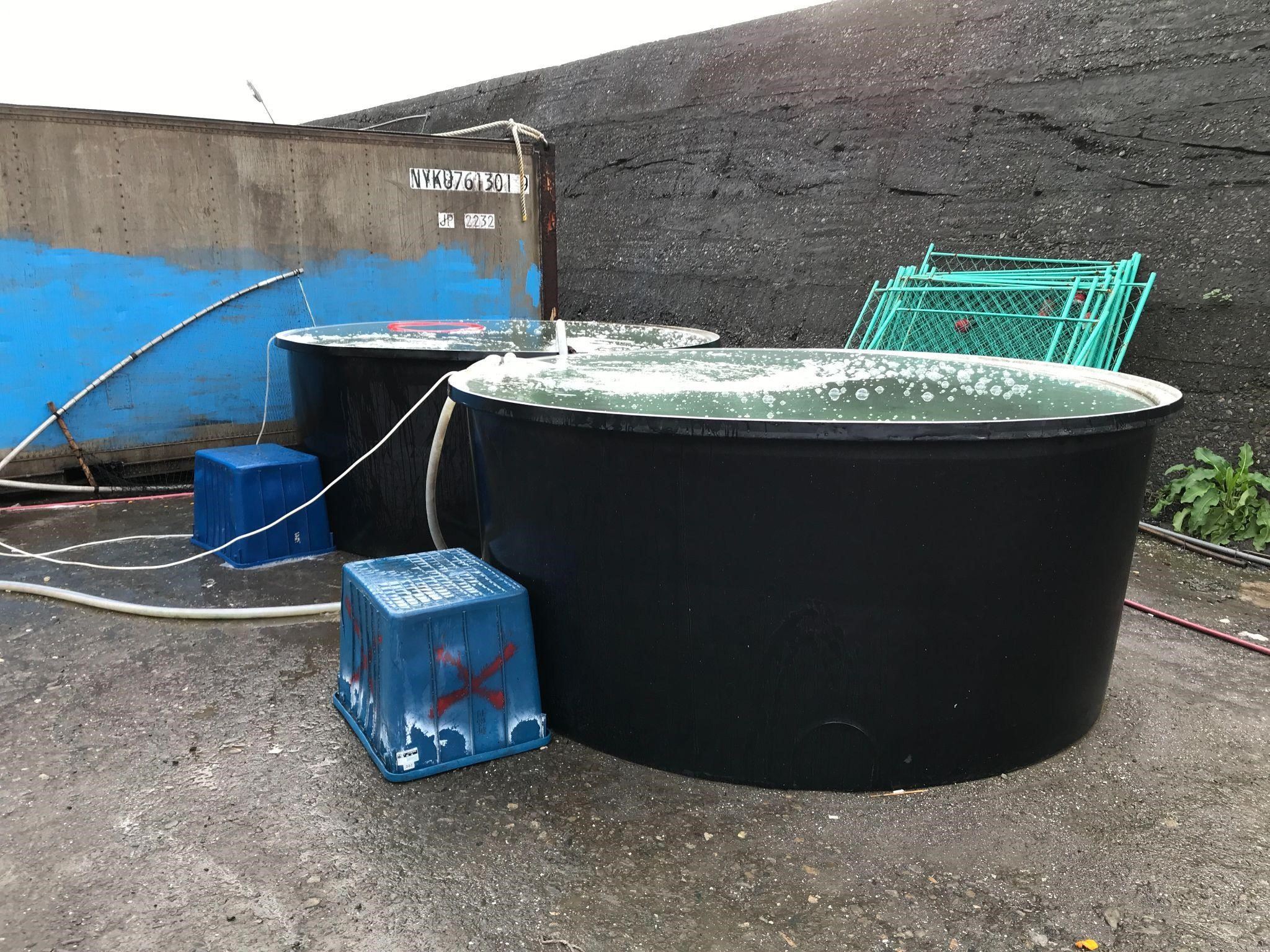 2.場家以流動海水蓄養紅甘待售