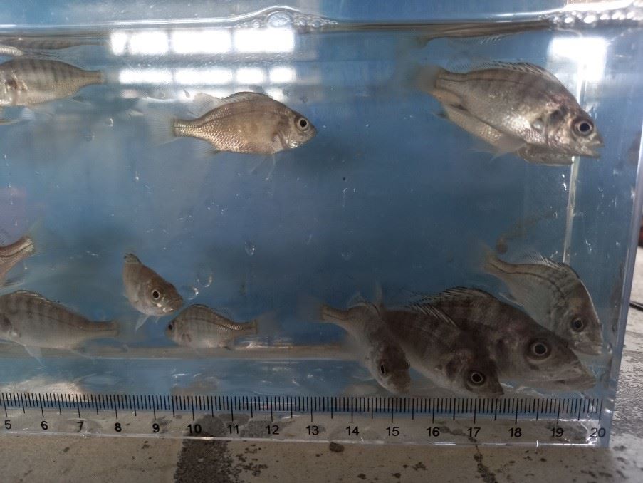 本中心人工培育之星雞魚稚魚