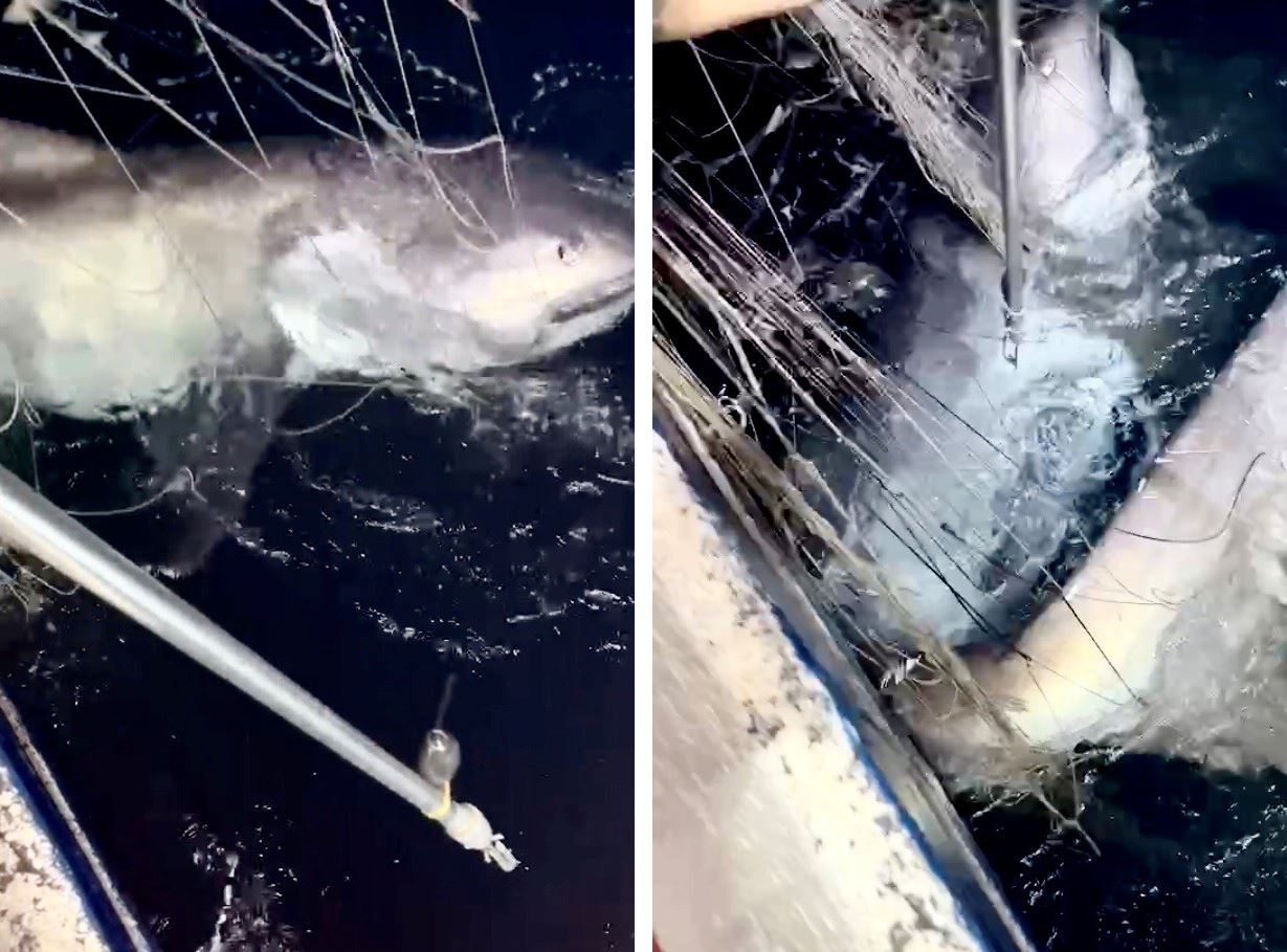 捕獲巨口鯊準備進行標識放流