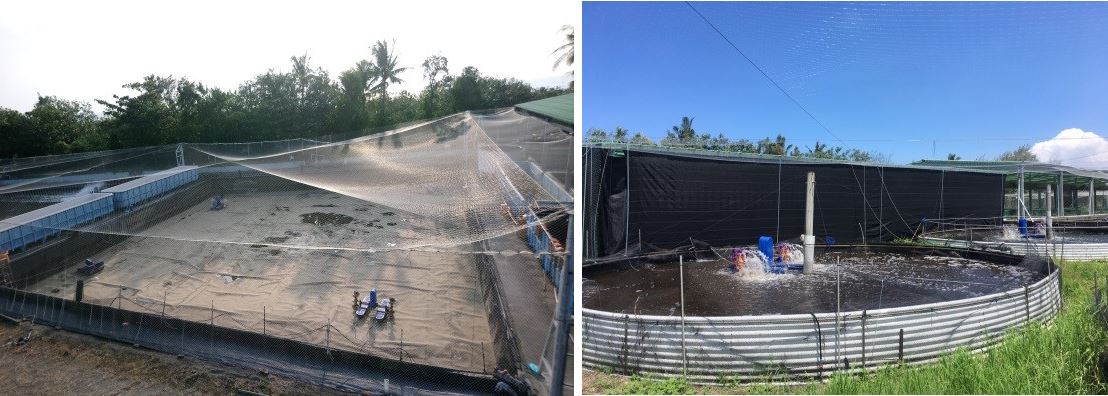 圖2、蝦池鋪設HDPE膜、設中央排汙、池壁高於地面、上方架設防鳥網等做法有利於落實生物安全防疫。