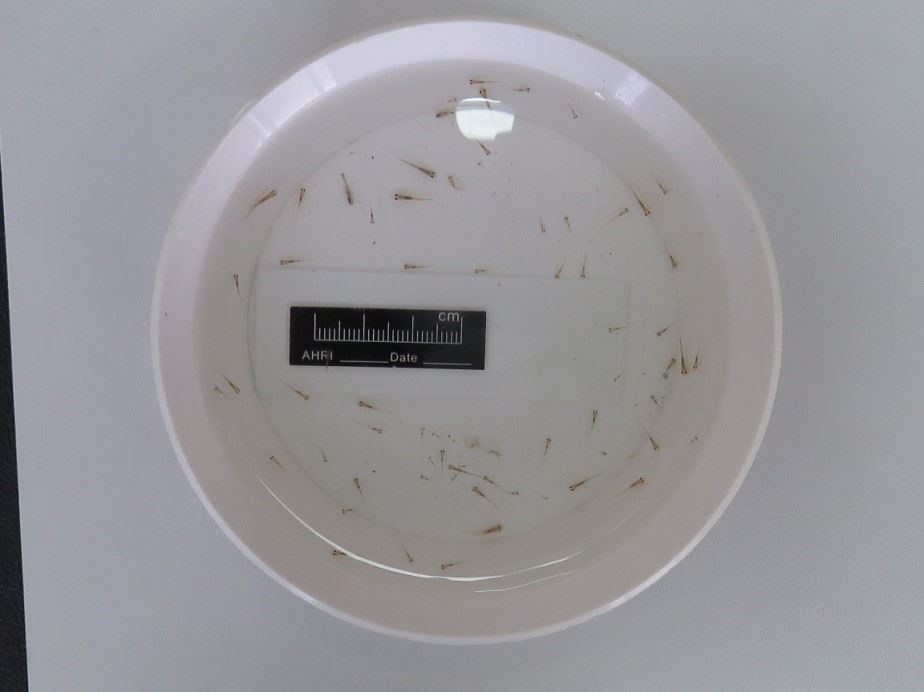 庇護池中自然繁衍的巴氏銀鮈魚苗