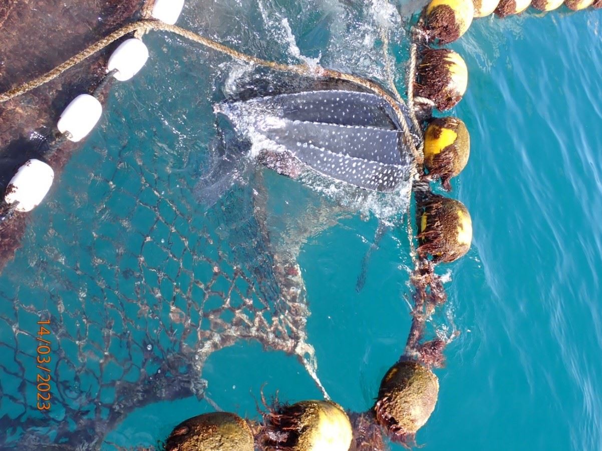 圖3、蔡船長迅速將定置網網身壓低，協助革龜回歸海洋