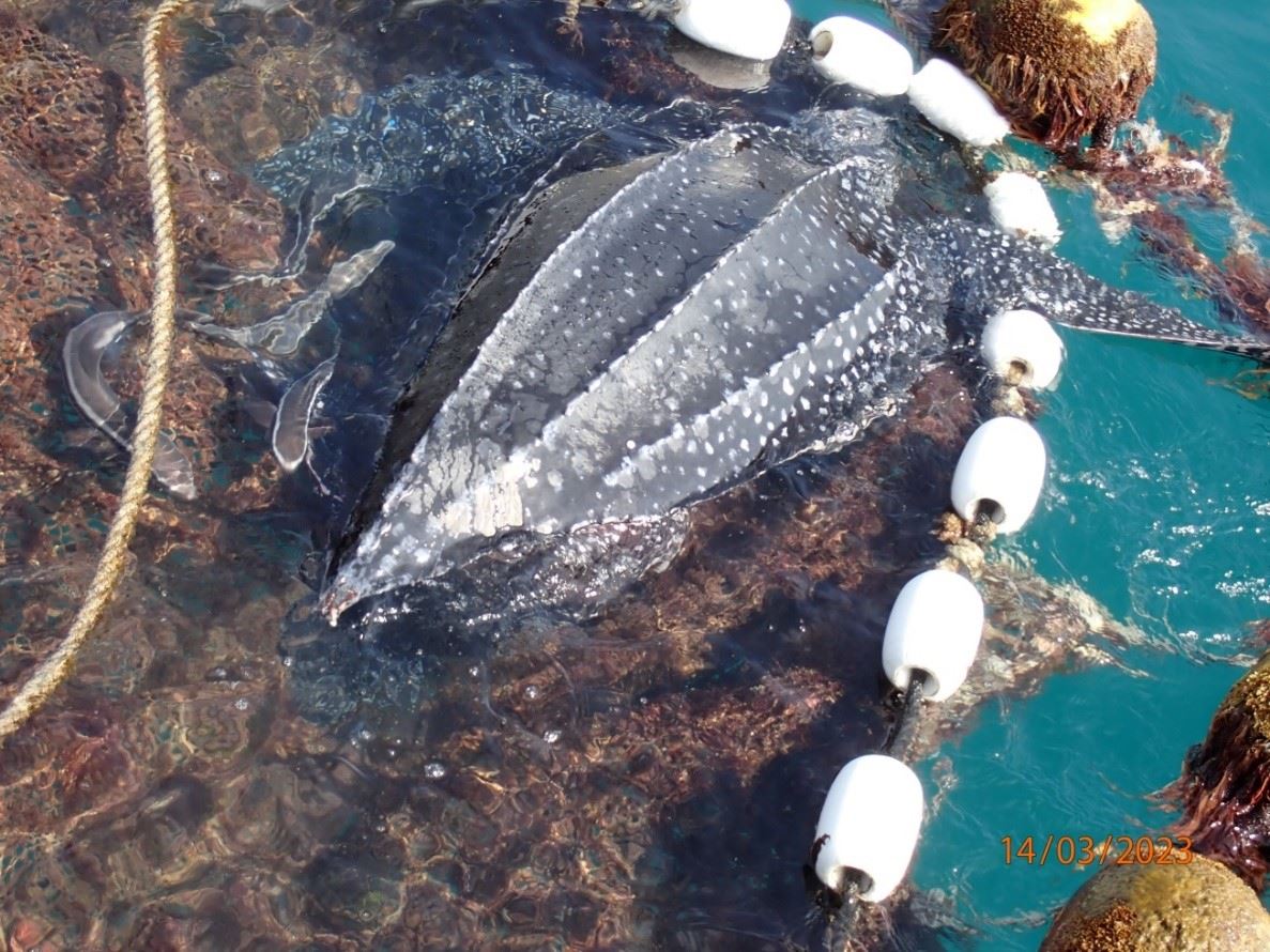 圖2、革龜短暫擱淺於定置網內