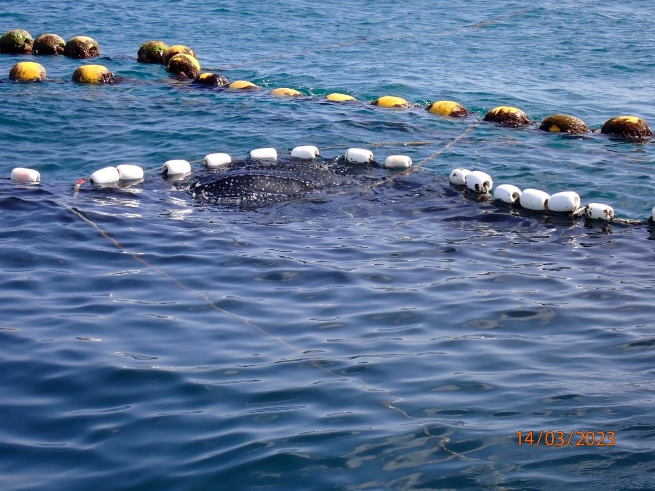 圖1、定置網起網作業時發現革龜身影