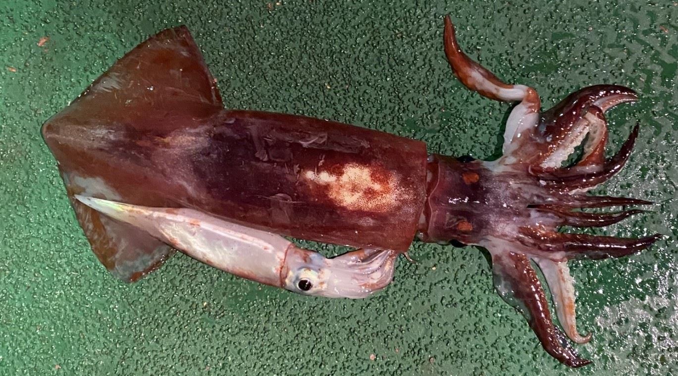 水試一號在西北太平洋秋刀魚漁場釣獲之漁獲-赤魷