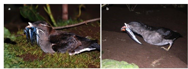 圖1、哺育雛鳥時期，角嘴海雀黃昏返巢時會為雛鳥帶回食物(meal-loads)，有可能是(a)8尾體型較小的0歲遠東多線魚，也可能是(b)1尾體型較大的鯷魚(引用自Watanuki, Y. et al., 2022)。