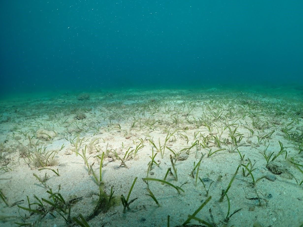 圖1、小琉球周邊海域之海草床(單脈二藥草)
