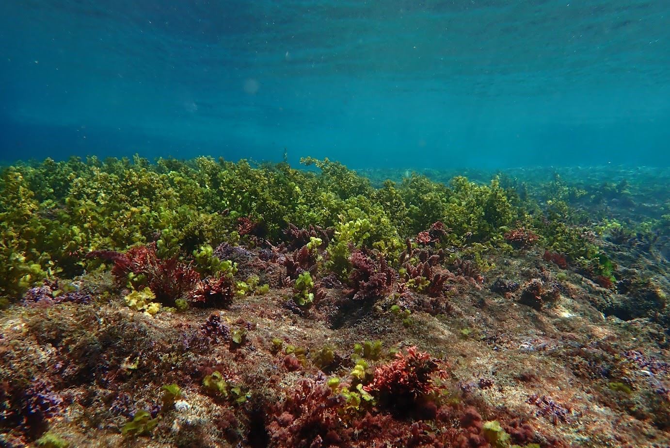 圖2、恆春周邊海域之海藻床
