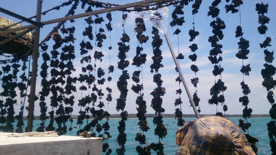 圖3、蚵農以沖洗方式使蚵蛭脫落