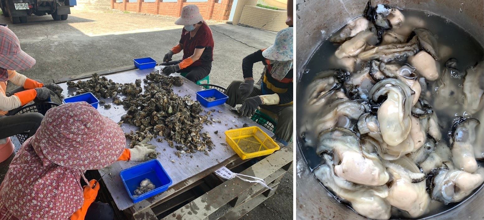 圖1、帶殼牡蠣樣本採收後，隨即送到臺西試驗場剝殼取肉1