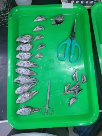 圖3、切下白帶魚頭部，準備摘取耳石