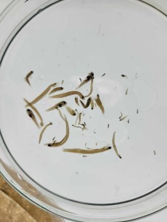 圖2、仔稚魚挑選