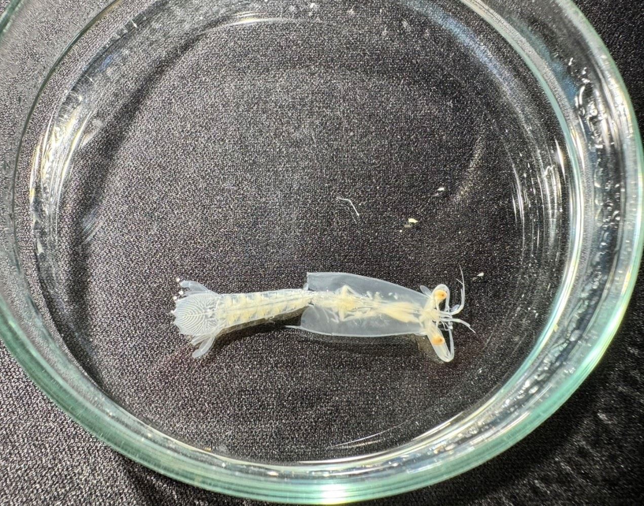 圖3、螳螂蝦幼生