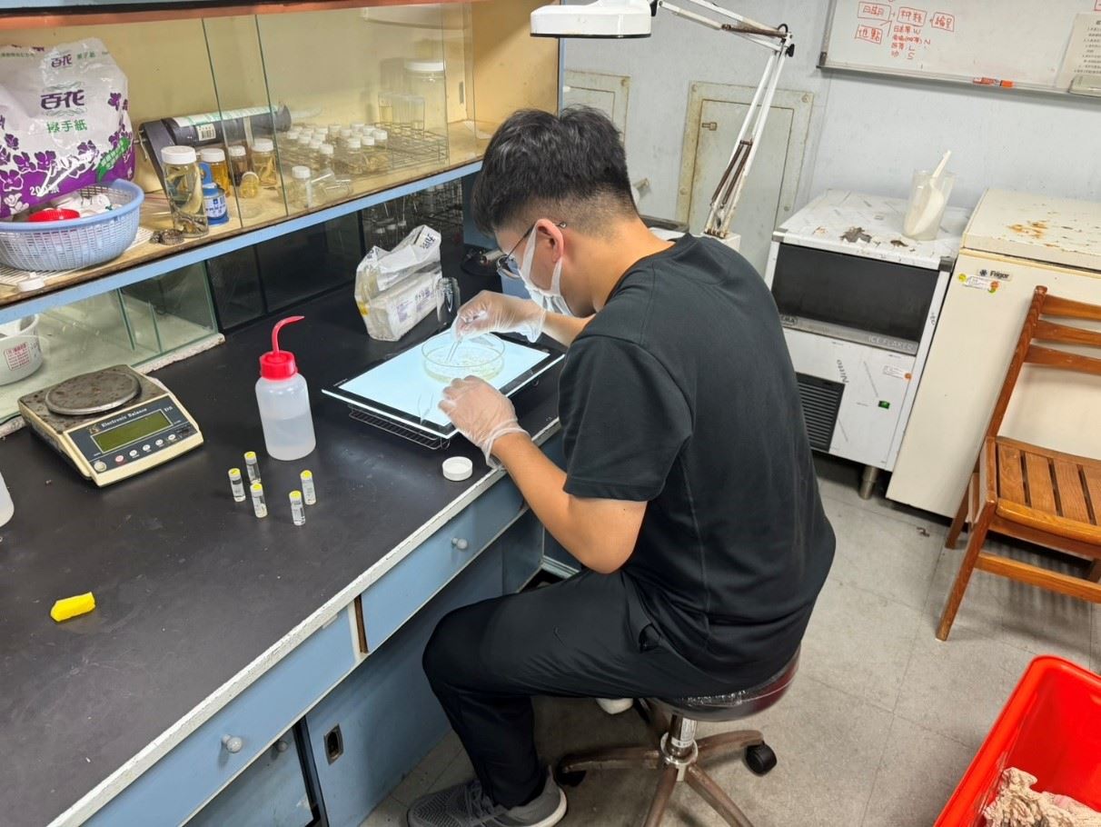 圖1、挑揀培養皿中的仔稚魚