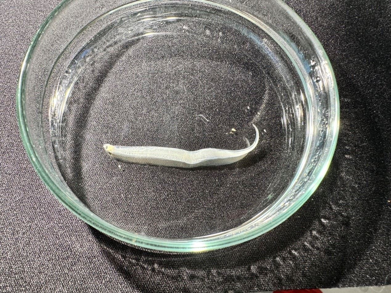 圖2、糯鰻的柳葉幼生